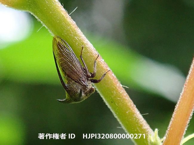 ツノゼミの仲間　Membracidae