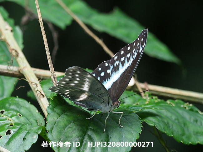 シロテンウスキタテハ　Cymothoe oemilius