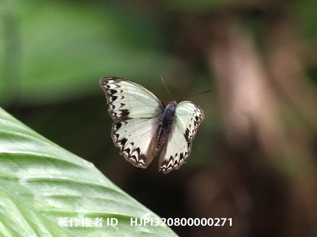 ウスキタテハ　Cymothoe caenis