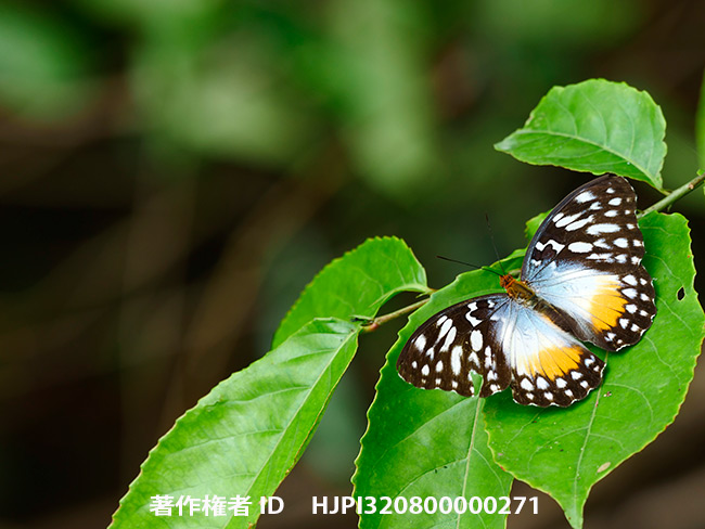 ベッカーキイロタテハ♀　Cymothoe beckeri