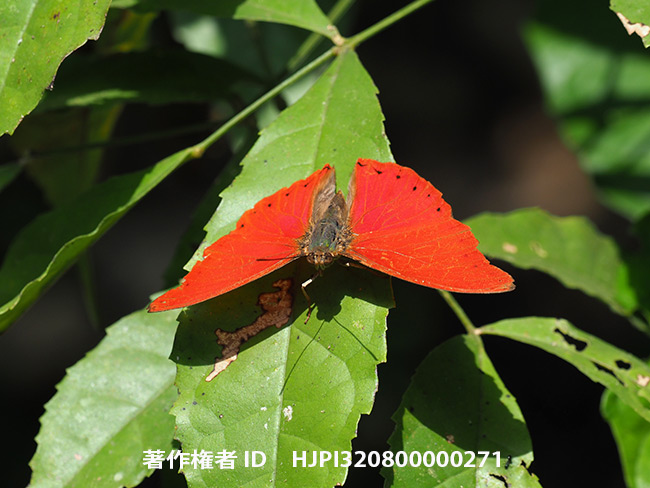 ヒイロタテハ　Cymothoe sangaris