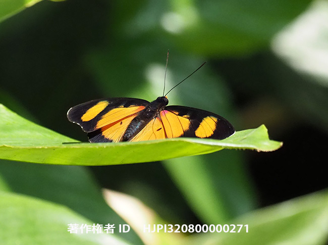 ミイロボカシタテハ　Euphaedra　adonina　