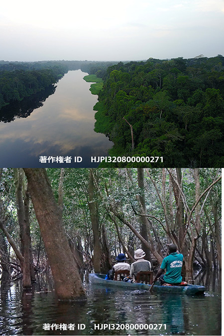 カメルーンの浸水林