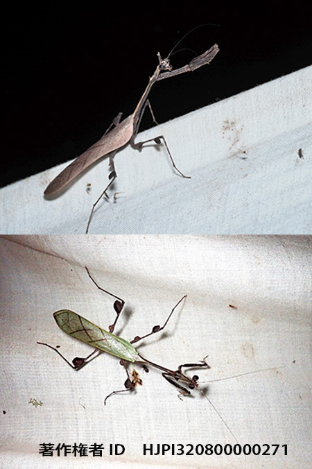 ミコカマキリの緑色型と茶色型　Sibylla sp.