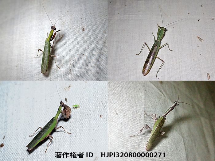 灯火観察の灯りに来たカマキリ