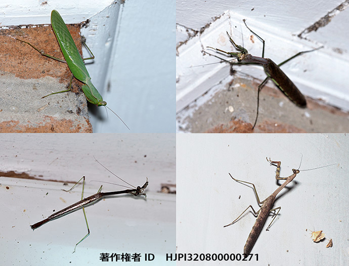 宿舎の灯りに来たカマキリ