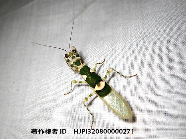 ブエシルムメダマヒョウモンカマキリ　Chlidonoptera vexillum