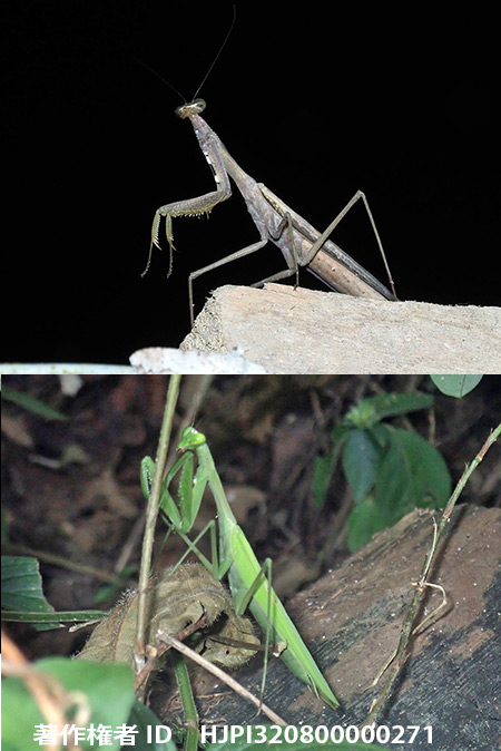 ウスバカマキリ　Mantis religiosa