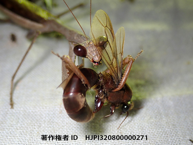 サスライアリのオスアリを食べるカマキリ