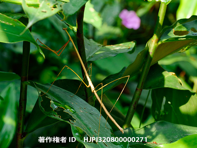 首の長いカマキリ