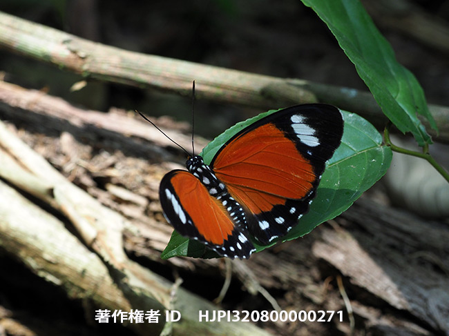 カバイロボカシタテハ　Euphaedra ruspina