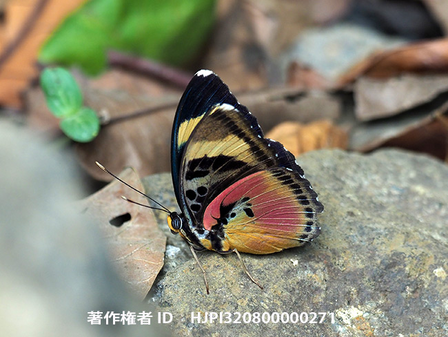 モモイロボカシタテハ　Euphaedra xypete