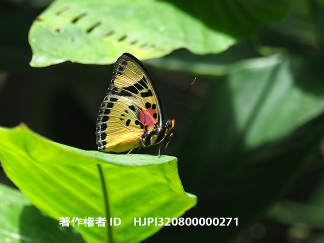 美しいボカシタテハ　Euphaedra justicia?