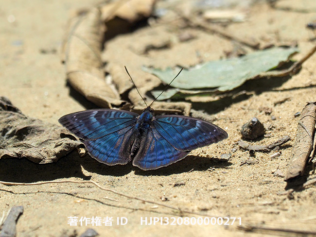 ベロニカヒゲナガタテハ♂　Euriphene veronica