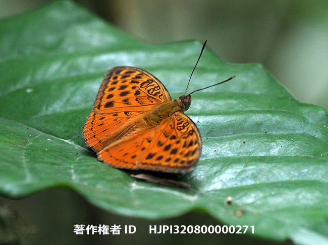 ゾナラヒメボカシタテハ♂　Bebearia zonara