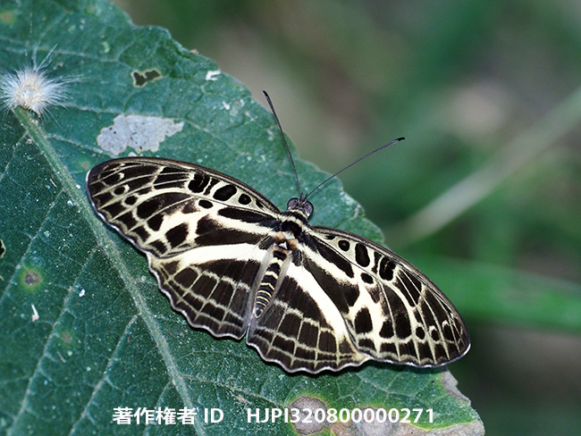 アラメタテハ Catuna crithea