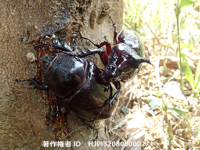 ケンタウルスオオカブトのオスとメス　Augosoma centaurus