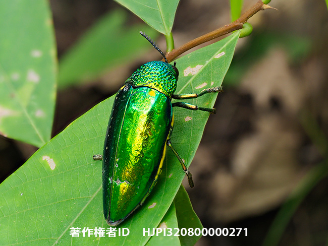 今日からタイへ　Sternocera aequisignata