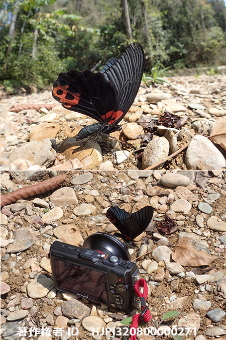 ナガサキアゲハを魚眼コンバーターで