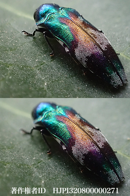 TGー3の深度合成で、小さなナガタマムシを撮る