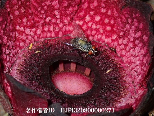 小さなラフレッシア　Sapria ram