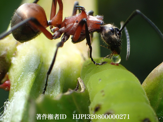 幼虫から蜜をもらうトゲアリの仲間