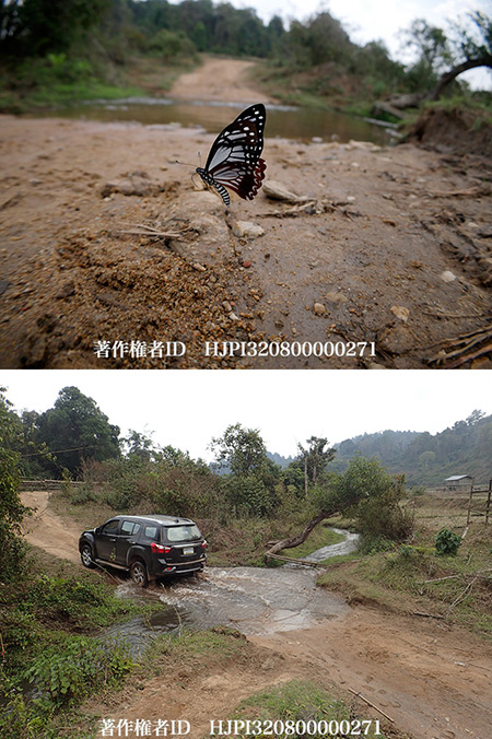 カバシタアゲハ　　Chilasa agestor