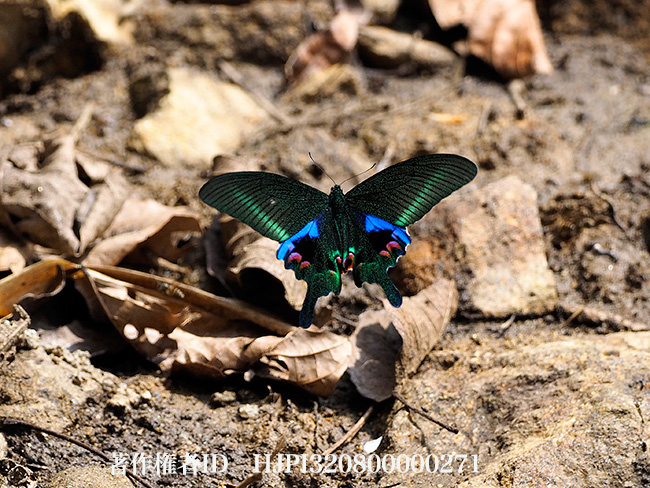 オオクジャクアゲハの飛翔