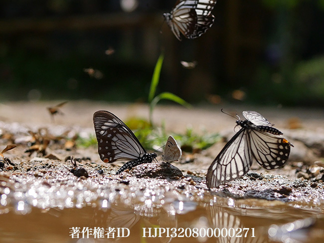 キボシアゲハ Chilasa epycides