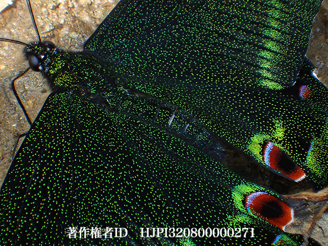 オオクジャクアゲハの鱗粉