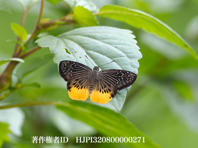 キシタセセリ Mooreana trichoneura