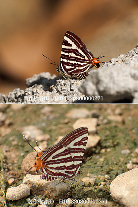 セリガキマダラルリツバメ　Cigaritis seliga
