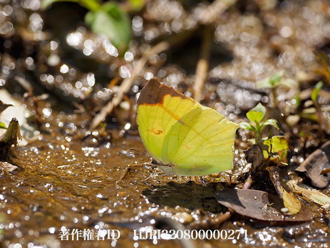 タイリクトガリキチョウ　Dercas verhuelli