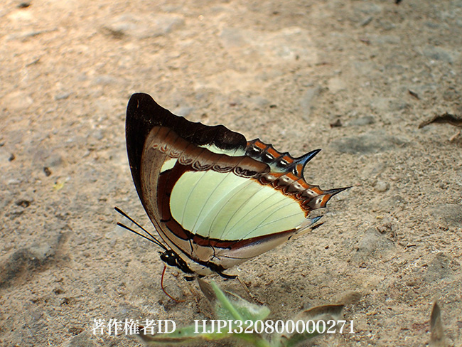 ヤリサスフタオチョウ　Polyura jalysus 