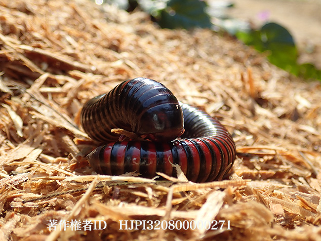 アフリカオオヤスデ　Archispirostreptus sp.