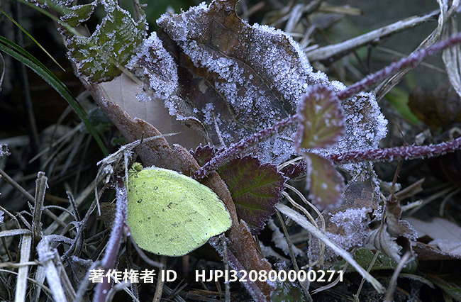 キチョウの越冬　Eurema mandarina