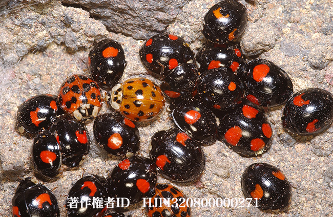 ナミテントウの集団越冬　Harmonia axyridis
