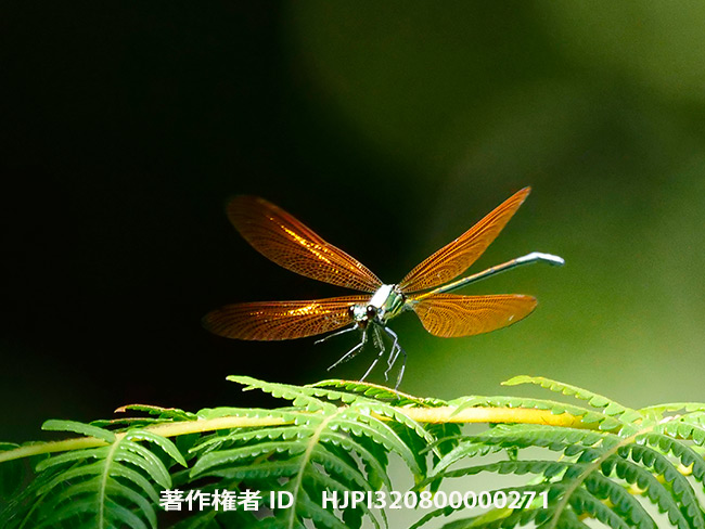 タイのカワトンボをLEICA DG 200mmF2.8で　Mnais andersoni