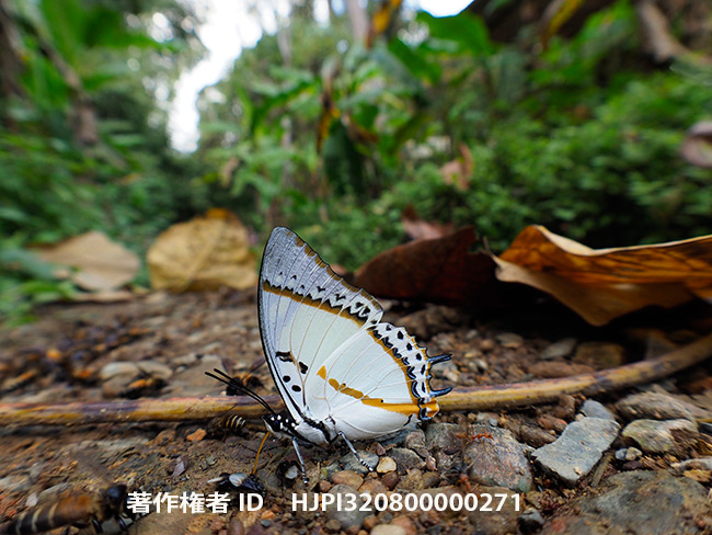 E-M1 MK2のフィシュアイ補正　