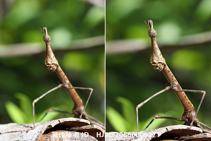 E-M1 MK2で12〜100mmF4proを使って深度合成が可能になった