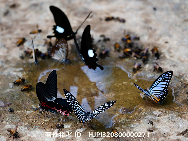 水たまりから水を飲むアゲハ類