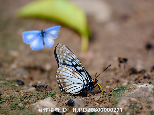 タイのゴマダラチョウ　Hestina persimilis