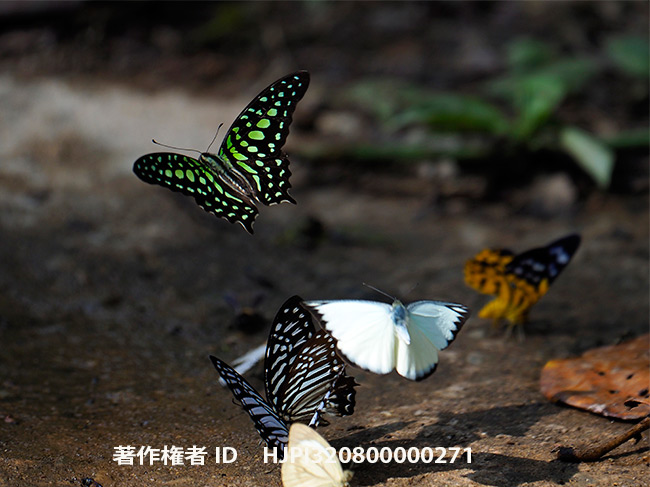 コモンタイマイ　Graphium agamemnon