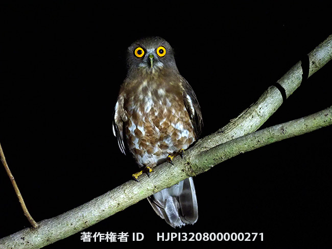 アオバズク　Ninox scutulata
