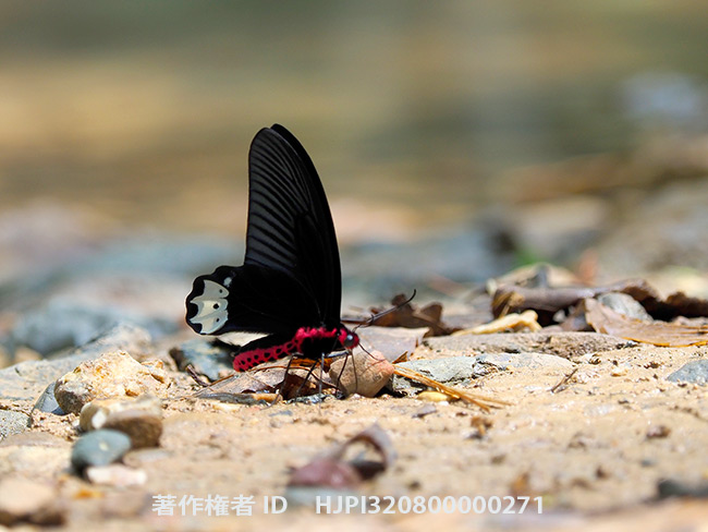 シロモンアケボノアゲハ　Atrophaneura zaleucus