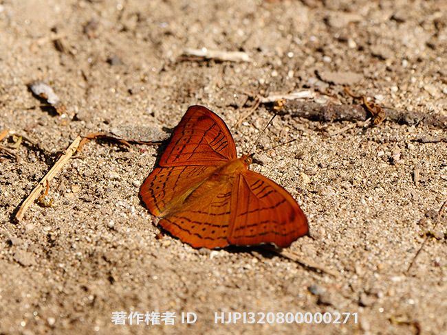 カバイロスミナガシ　Pseudergolis wedah