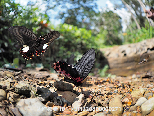 モンキアゲハとアルクメノールアゲハ