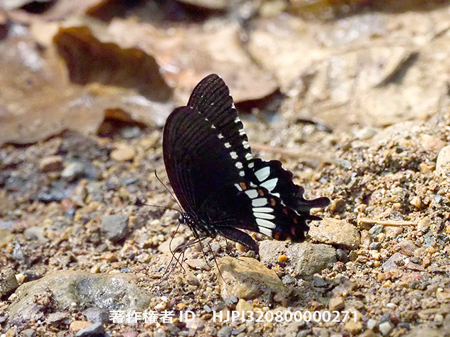 タイのシロオビアゲハ