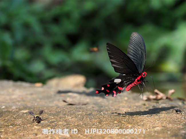オオベニモンアゲハ　Atrophaneura polyeuctes