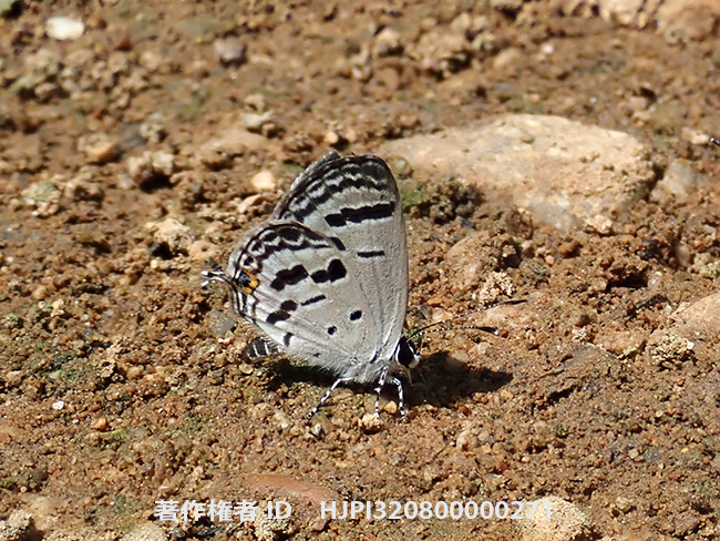 オビクロツバメシジミ　Tongeia potanini